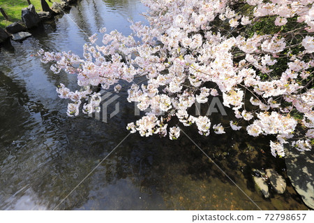 Adachi-ku Higashi Ayase Park Cherry blossoms near Yazaemon Bridge 72798657