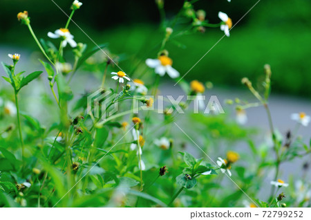 Bidens pilosa flowers blooming in summer 72799252