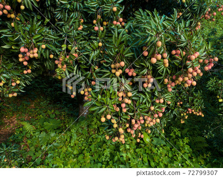 Longan fruit in growth on tree in summer 72799307