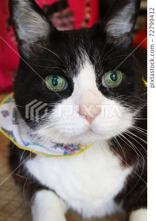 我的貓 我的貓 72799412