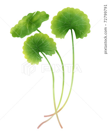 水彩插圖椿 72799791