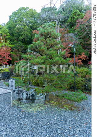 [京都府]丹波國立宮島出雲大神國 72799888