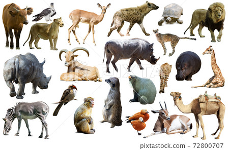 Birds, mammal and other animals of Africa isolated 72800707