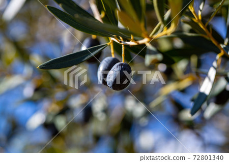 Growing black olives in orchard 72801340