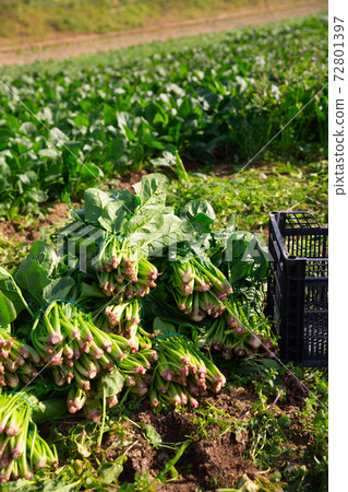Spinach cut and prepared for transportation on a farm field 72801397