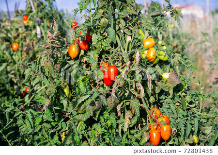 Plum tomatoes ripening on bushes on farm plantation Plum tomatoes ripening on bushes on farm plantation 72801438