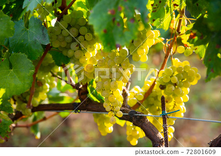 White grapes growing on vine in vineyard 72801609