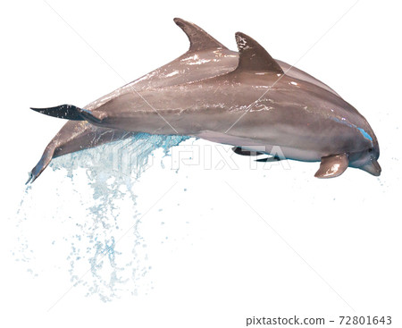 Grey dolphins isolated Grey dolphins isolated 72801643