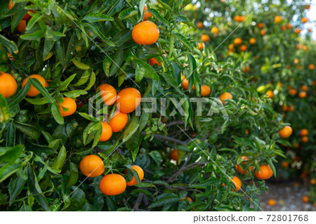 Orchard - ripe tangerines on a branch in the garden Orchard - ripe tangerines on a branch in the garden 72801768