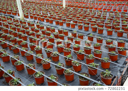 Flowers carefully growing in flowerpots in glasshouse farm Flowers carefully growing in flowerpots in glasshouse farm 72802231