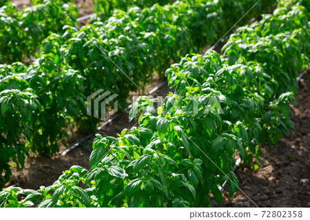 Drip irrigation of basil plants on farm field Drip irrigation of basil plants on farm field 72802358