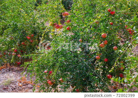 Pomegranate trees with ripe fruits growing in orchard Pomegranate trees with ripe fruits growing in orchard 72802399