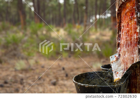 Collecting pine resin in buckets, closeup Collecting pine resin in buckets, closeup 72802630