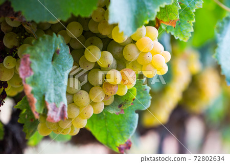 Ripe sweet grapes on tree branches in green foliage of orchard Ripe sweet grapes on tree branches in green foliage of orchard 72802634