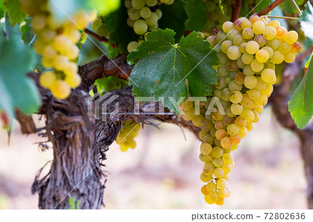 Ripe sweet grapes on tree branches in green foliage of orchard Ripe sweet grapes on tree branches in green foliage of orchard 72802636