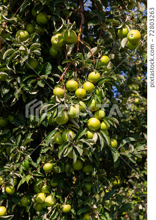 Ripe apples on tree branches 72803263