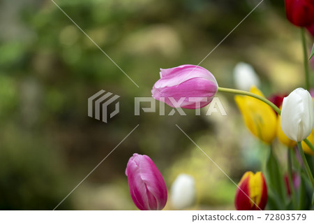 Tulip 72803579