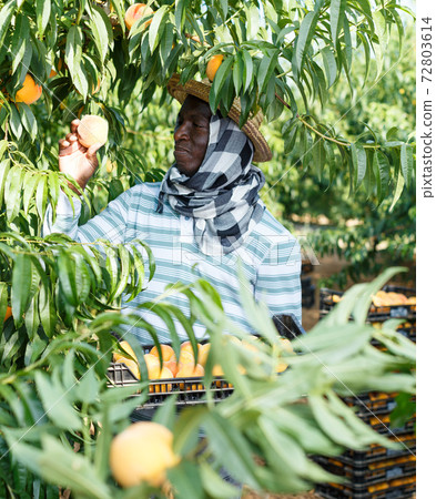 Man picking ripe peaches Man picking ripe peaches 72803614