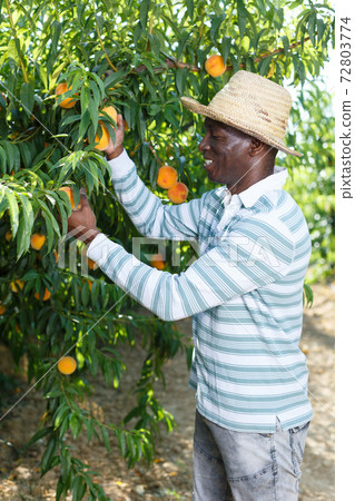 Owner of orchard harvesting peaches Owner of orchard harvesting peaches 72803774