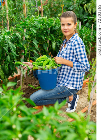 Woman gardener while harvesting of peppers in garden Woman gardener while harvesting of peppers in garden 72803865