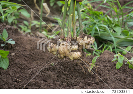 harvest ginger root on field agricultural area on hill and green leaf 72803884