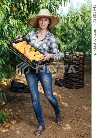 Female owner of orchard with peaches in box Female owner of orchard with peaches in box 72803945