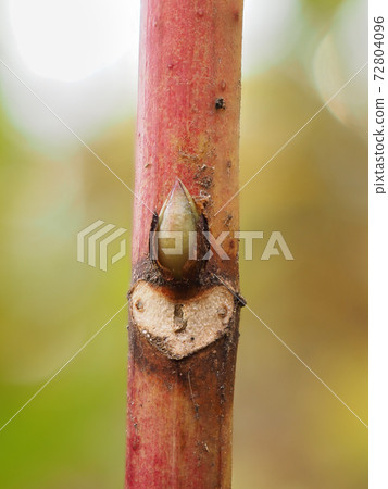 冬芽和繡球的葉子痕跡在動物的臉上可以看到葉子的痕跡 冬芽和繡球的葉子痕跡在動物的臉上可以看到葉子的痕跡 72804096