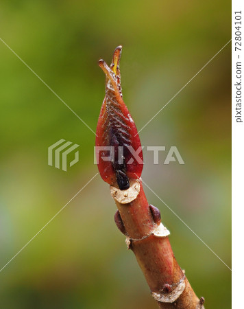 Winter buds of hydrangea and leaf marks on a unique face (after the leaves have fallen) 72804101