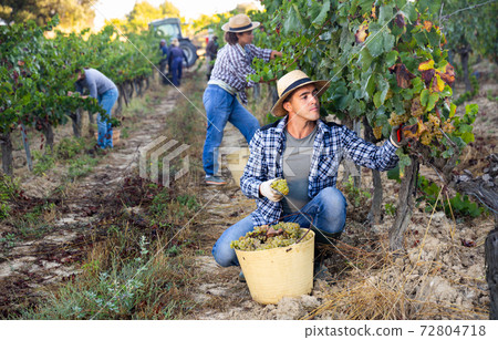 Young man picking ripe white grapes in vineyard Young man picking ripe white grapes in vineyard 72804718