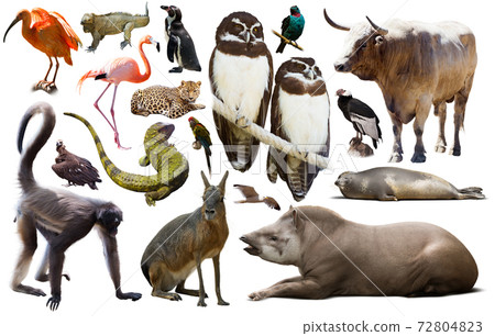 south america animals isolated 72804823