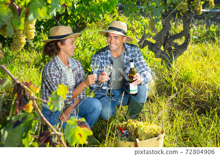 Couple of winegrowers tasting white wine in vineyard Couple of winegrowers tasting white wine in vineyard 72804906