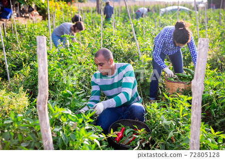 Farm family gathering crop of sweet peppers in garden Farm family gathering crop of sweet peppers in garden 72805128