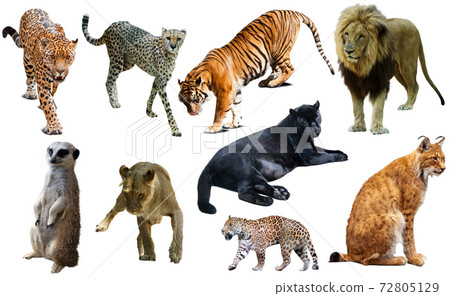 Set of African predators isolated over white Set of African predators isolated over white 72805129