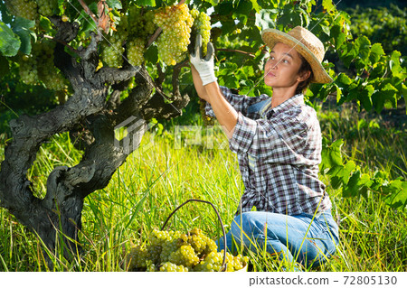 Female farm worker harvesting ripe grapes at vineyard Female farm worker harvesting ripe grapes at vineyard 72805130