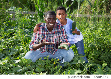 Son teenager helps father harvest cucumbers on plantation 72805167