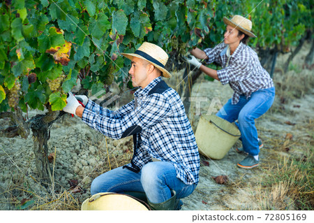 Owner of vineyard gathering harvest of white grapes 72805169
