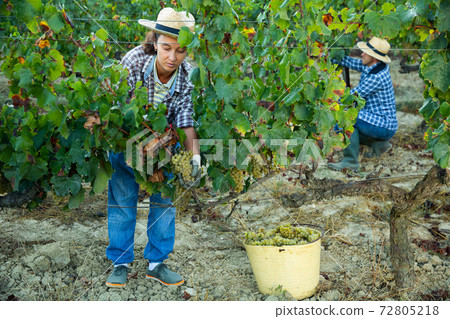 Female farm worker harvesting ripe grapes at vineyard 72805218
