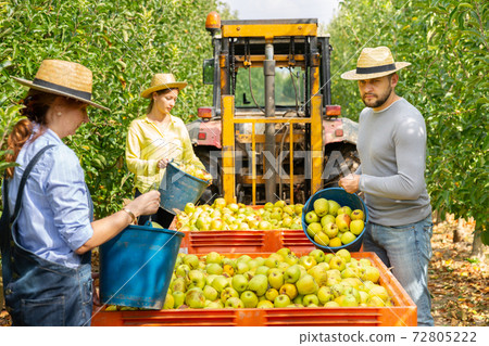 Farmers putting bruised apples in crate Farmers putting bruised apples in crate 72805222