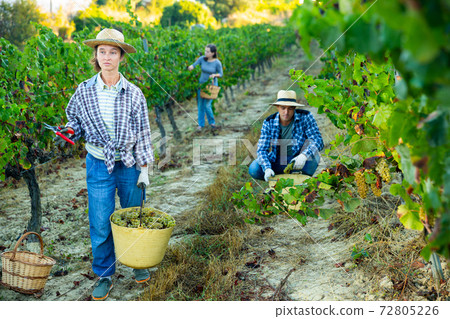 Woman gardener in medical mask with basket of grapes in vineyard 72805226
