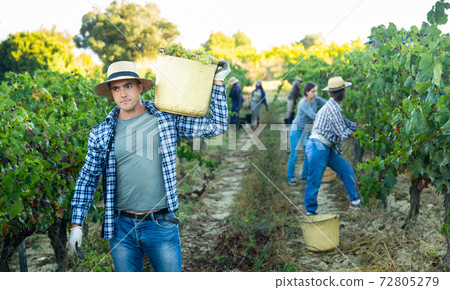 Winegrower carrying bucket with ripe grapes in vineyard Winegrower carrying bucket with ripe grapes in vineyard 72805279