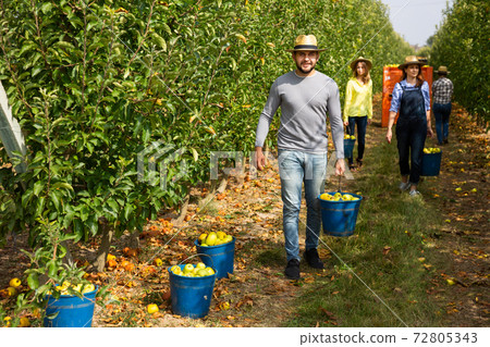 Man holding bucket with bruised apples 72805343