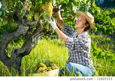 Woman harvesting ripe grapes at vineyard 72805353