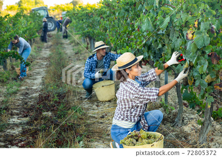 Female farm worker picking to bucket ripe grapes in vineyard Female farm worker picking to bucket ripe grapes in vineyard 72805372