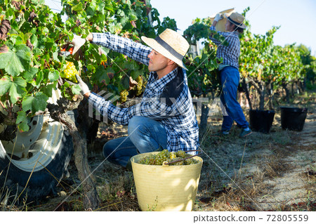 Young man picking ripe white grapes in vineyard Young man picking ripe white grapes in vineyard 72805559