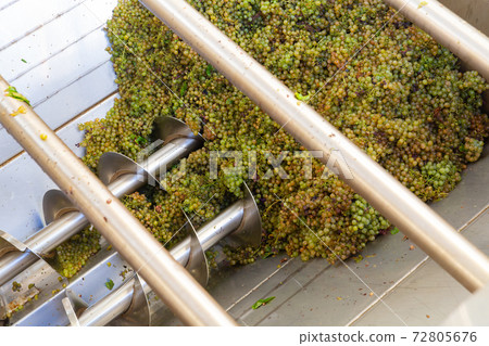 Bunches of green grapes crushed by industrial grape crusher machine in winery Bunches of green grapes crushed by industrial grape crusher machine in winery 72805676