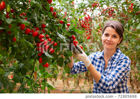 Positive woman harvesting fresh cherry tomatoes in greenhouse Positive woman harvesting fresh cherry tomatoes in greenhouse 72805698