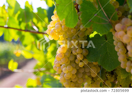 Close up view of ripe grapes Close up view of ripe grapes 72805699