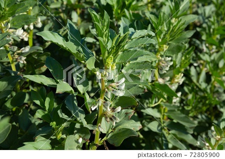 Flowering faba bean bushes on plantation Flowering faba bean bushes on plantation 72805900