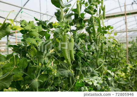 Green peas growing in hothouse 72805946