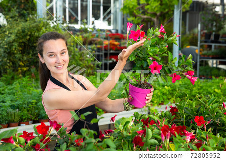 Portrait of joyful female florist with Dipladenia (Mandevilla) in hands on plantation in greenhouse Portrait of joyful female florist with Dipladenia (Mandevilla) in hands on plantation in greenhouse 72805952